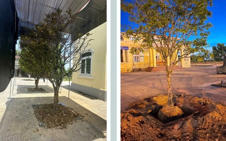 Huế: Đào gốc hoàng mai rồi tốn công tốn của dựng mái che, chăm sóc lại? ảnh 1