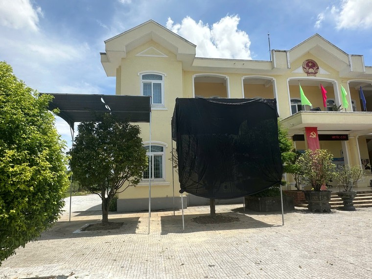 Huế: Đào gốc hoàng mai rồi tốn công tốn của dựng mái che, chăm sóc lại? ảnh 2