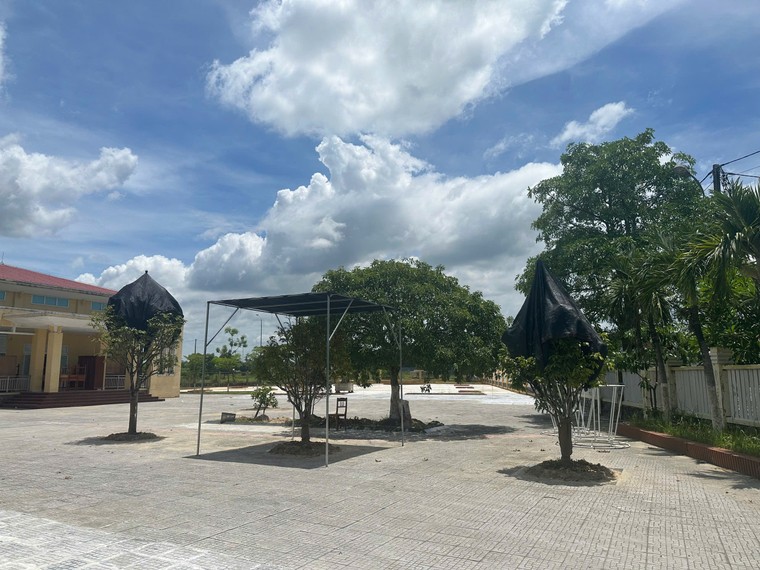 Huế: Đào gốc hoàng mai rồi tốn công tốn của dựng mái che, chăm sóc lại? ảnh 4