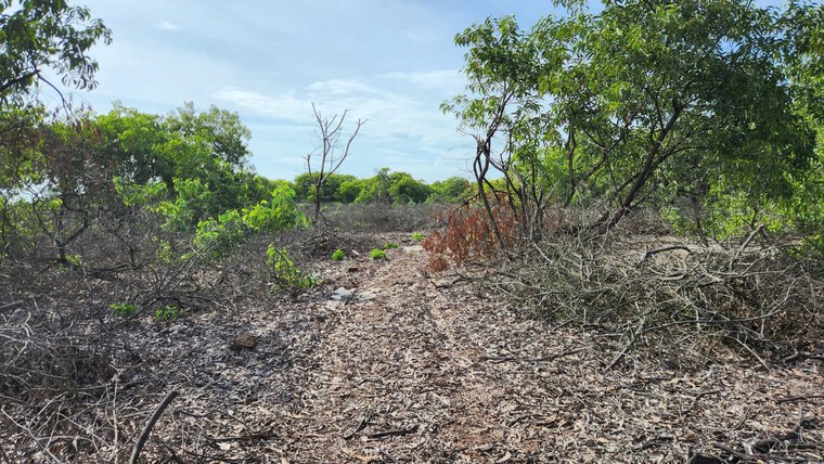 Huế: Hàng ngàn cây rừng phòng hộ bị chặt trước giờ sáp nhập ảnh 2