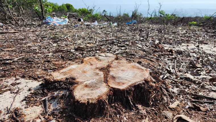 Vụ phá rừng phòng hộ ở Huế: Kỷ luật và chuyển cơ quan điều tra ảnh 1