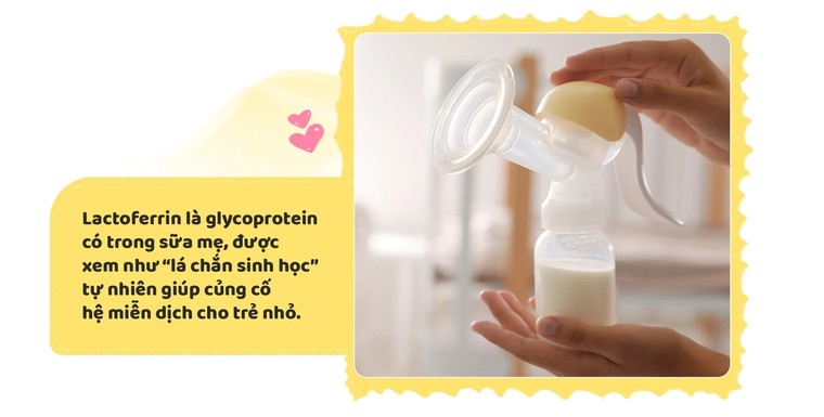 Lactoferrin và bước tiến mới trong dinh dưỡng đề kháng ảnh 1