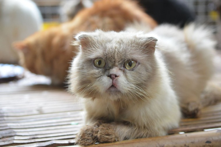 Hình tượng mèo trong văn hóa Việt Nam ảnh 1