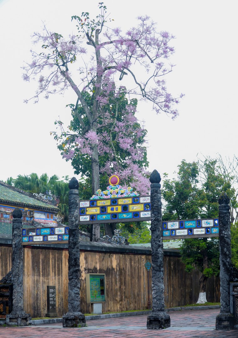 Đẹp nao lòng mùa ngô đồng đơm hoa ở Hoàng thành Huế ảnh 5