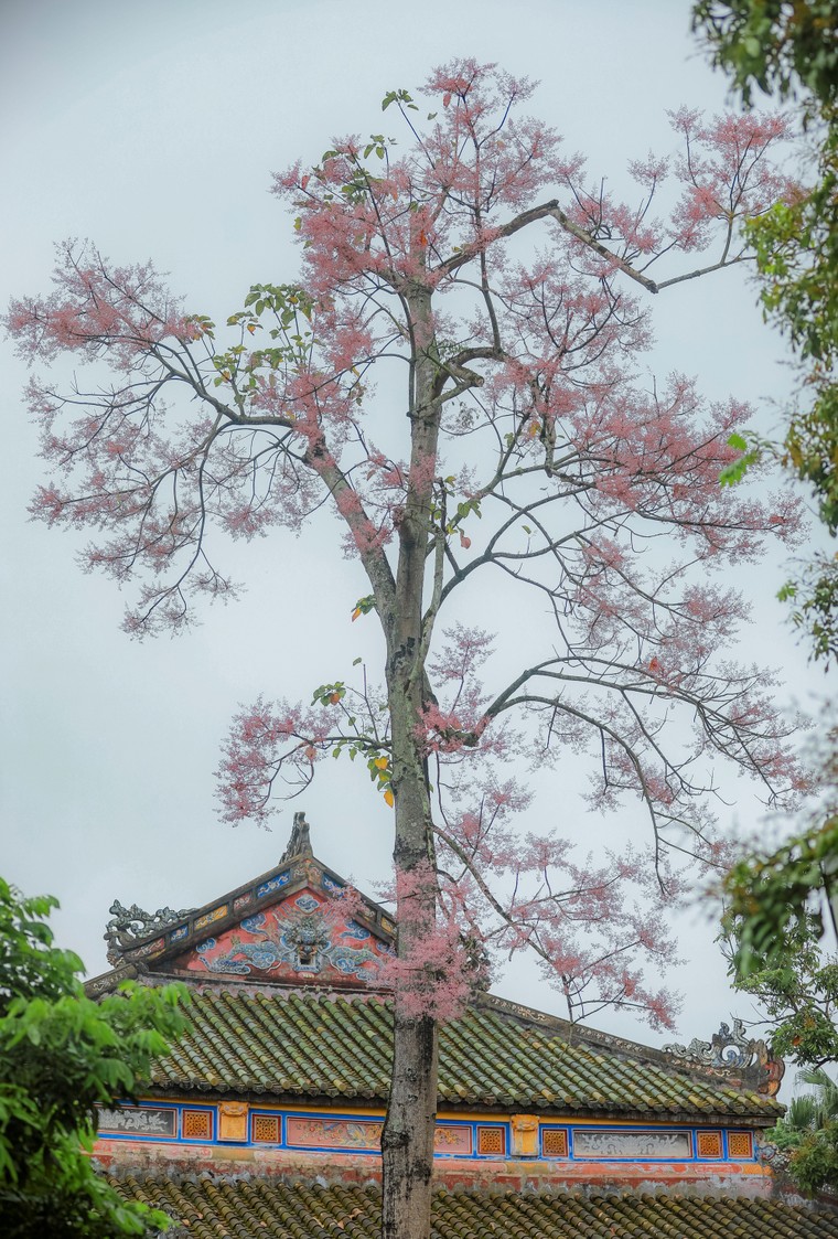 Đẹp nao lòng mùa ngô đồng đơm hoa ở Hoàng thành Huế ảnh 1