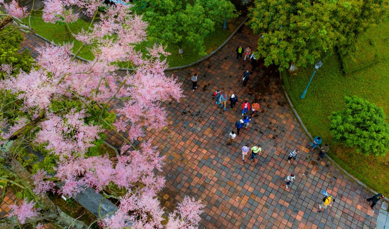 Đẹp nao lòng mùa ngô đồng đơm hoa ở Hoàng thành Huế ảnh 3