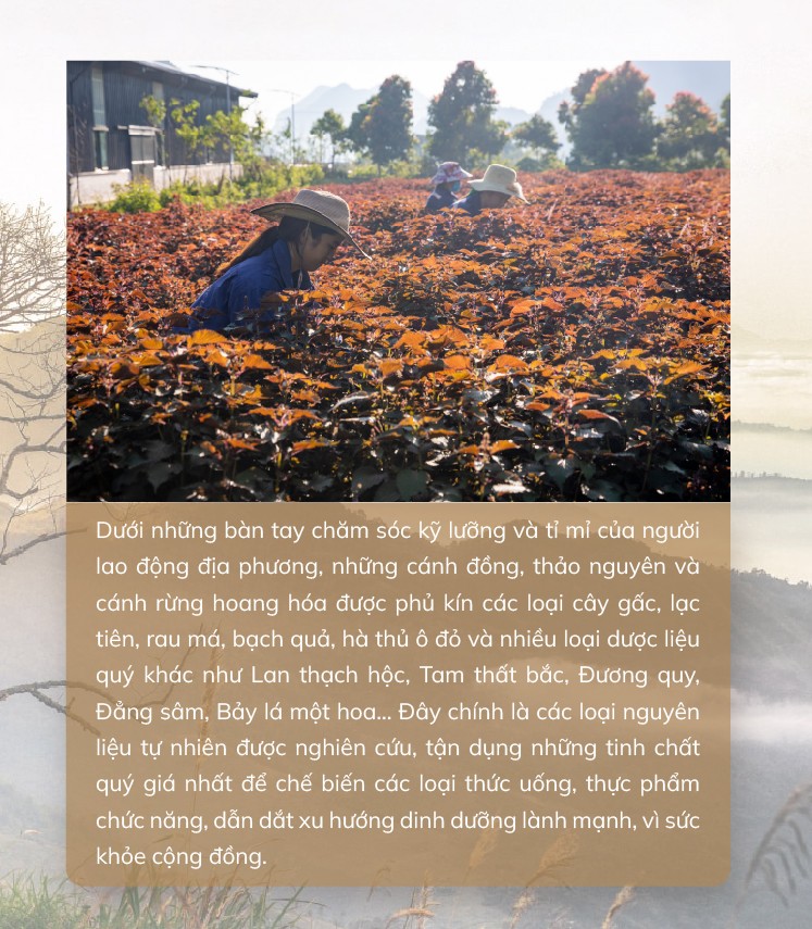 Trà túi lọc TH true HERBAL - chắt lọc và lan tỏa tinh hoa thảo dược Việt ra thế giới ảnh 1