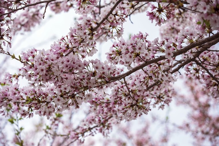 Chùm ảnh: Khai mạc lễ hội hoa Anh đào thường niên lớn nhất ở Seoul ảnh 2