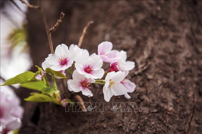 Chùm ảnh: Khai mạc lễ hội hoa Anh đào thường niên lớn nhất ở Seoul ảnh 6