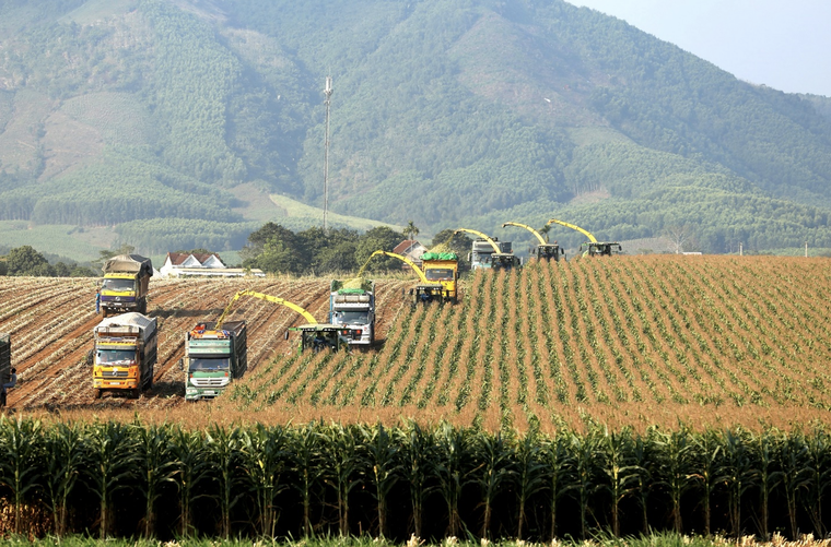 Đồng cỏ rộng hàng ngàn ha mãn nhãn ở Nghệ An “đốn tim” du khách ảnh 8