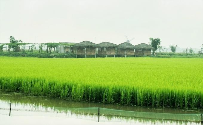 Giám đốc xây dựng bỏ phố về quê, thành công với nông nghiệp hữu cơ khép kín ảnh 1