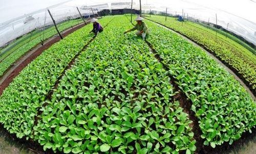 Hà Nội: HTX Bái Thượng nổi tiếng với mô hình sản xuất rau hữu cơ ảnh 1