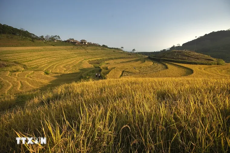 Mùa lúa chín trên những thửa ruộng bậc thang Miền Đồi ảnh 2