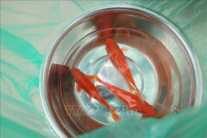 Thả cá chép, tiễn ông Công, ông Táo ảnh 3