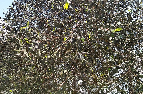 Nhân chứng vụ rò rỉ khí NH3: 'Nhiều người chảy máu, động vật chết la liệt' ảnh 1