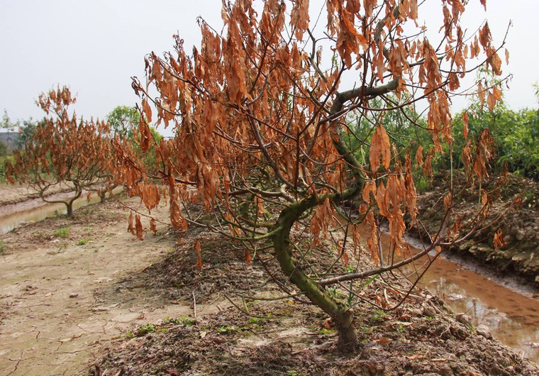 Đau đớn nhìn đào Tết chết khô ở Thái Bình ảnh 1