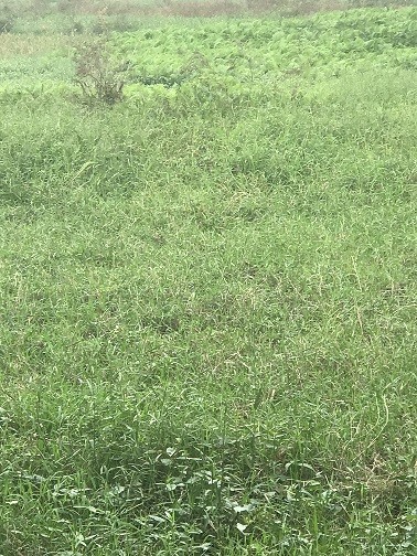 Hải Dương: Dân bỏ ruộng có phải vì ô nhiễm? ảnh 2