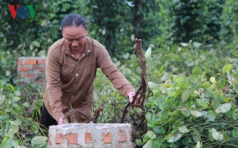 Hàng trăm ha hồ tiêu ở Đắk Lắk bị chết do mưa lụt kéo dài ảnh 1