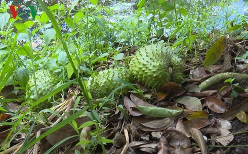 Hàng tấn trái mãng cầu ở Hậu Giang tới kỳ thu hoạch chưa được thu mua ảnh 1