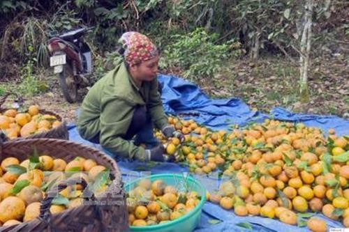 Quýt Bắc Kạn rụng hàng loạt, nông dân thất thu ngay trong vụ thu hoạch ảnh 1