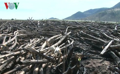 Mía cháy, nhà máy chậm thu mua, nông dân thiệt hại nặng ảnh 1