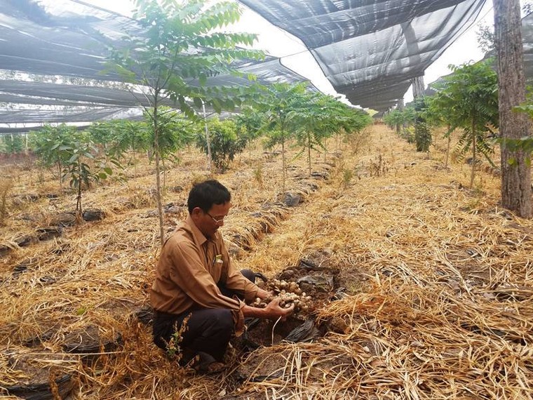 Gia Lai: Liên kết trồng gừng với công ty 'dởm', nông dân chịu thiệt hại nặng ảnh 2