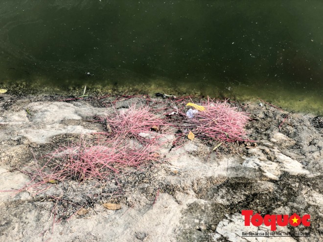 Hà Nội: Hồ Văn Quán ô nhiễm nghiêm trọng những ngày giáp Tết ảnh 6