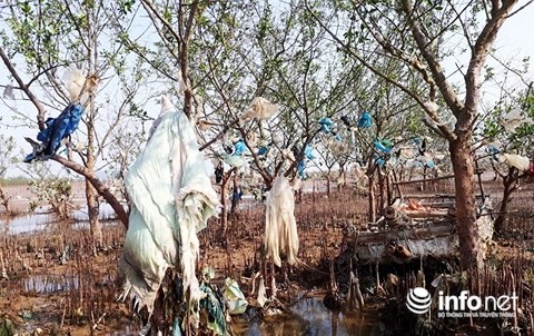 Thanh Hóa: Rác thải bủa vây rừng phòng hộ ven biển ảnh 3