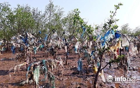 Thanh Hóa: Rác thải bủa vây rừng phòng hộ ven biển ảnh 6