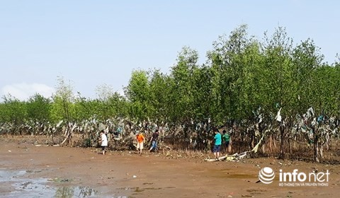 Thanh Hóa: Rác thải bủa vây rừng phòng hộ ven biển ảnh 7