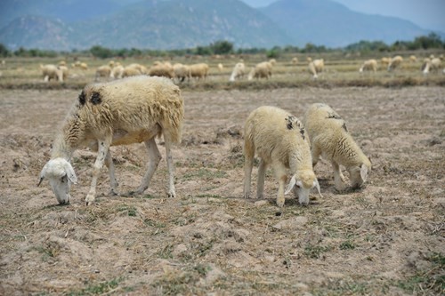 Hạn hán gay gắt, gần 10 nghìn người có nguy cơ 'đứt' nước sinh hoạt ảnh 1