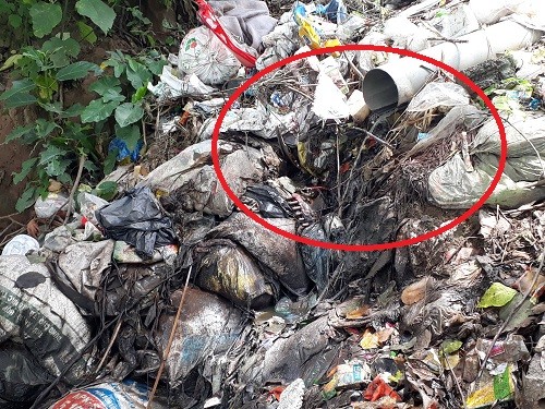 Xã Khánh Thượng (Ba Vì, Tp. Hà Nội): Nước thải chăn nuôi lợn 'nhuộm xanh' nước sông Đà ảnh 1