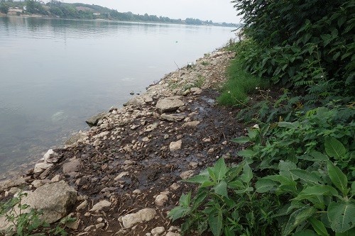 Xã Khánh Thượng (Ba Vì, Tp. Hà Nội): Nước thải chăn nuôi lợn 'nhuộm xanh' nước sông Đà ảnh 4