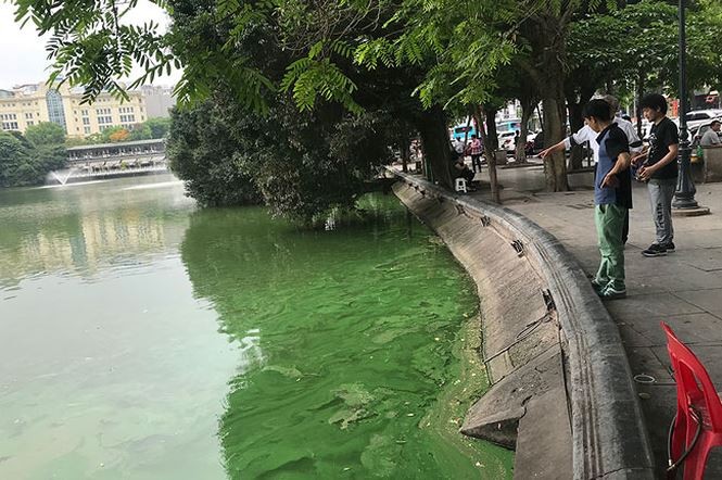 Tảo độc vẫn phủ kín các góc hồ Hoàn Kiếm ảnh 1