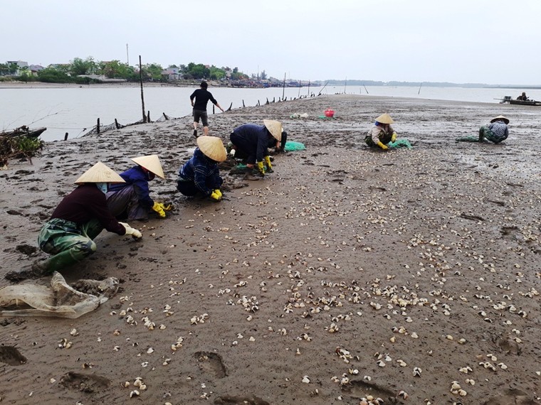 Vì sao 100 tấn ngao chết trắng đồng ở Thanh Hóa? ảnh 1