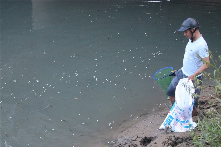 Cá chết trắng sông Bàu Giang, người dân lo lắng ảnh 2