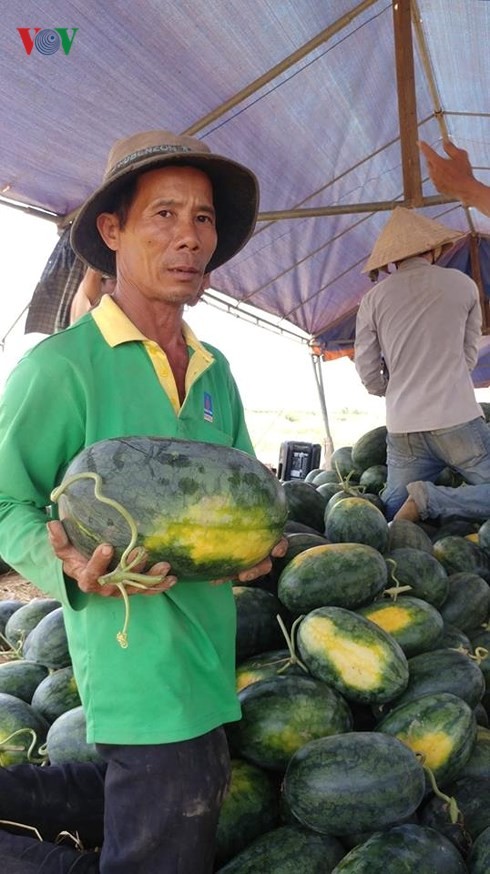 Nông dân Quảng Ngãi 'khóc' vì dưa hấu ảnh 1