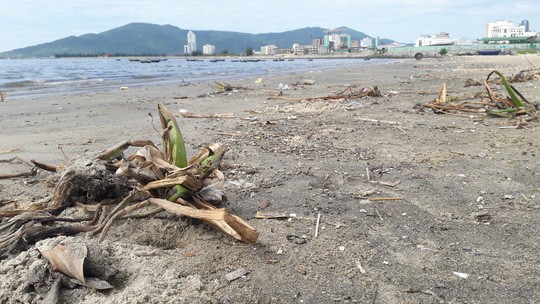 Đà Nẵng: Hơn 5km bờ biển Nguyễn Tất Thành bị rác thải bủa vây ảnh 3