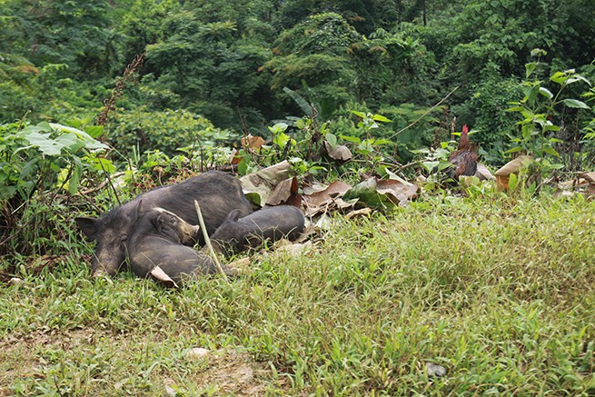 Cận cảnh bản Sáng Tùng bị xóa sổ hoàn toàn do lở đất ảnh 11