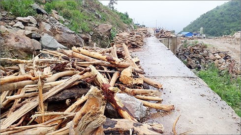 Bất chấp hiểm nguy, người dân Lai Châu vẫn đi vớt củi trong mưa lũ ảnh 2