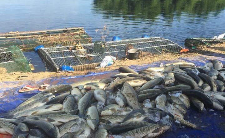 Huế: Hàng chục tấn cá lồng chết hàng loạt ảnh 1