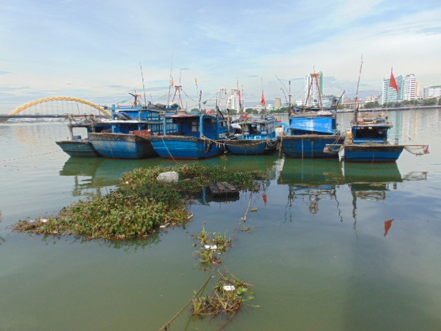 Đà Nẵng: Dòng sông Hàn ngập tràn bèo, rác thải ảnh 4