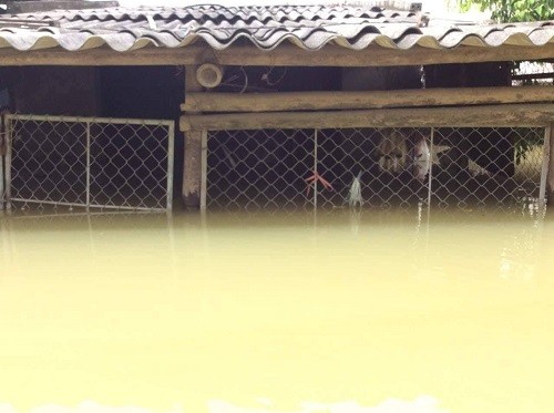 Nước ngập sâu, người dân Ninh Bình chèo thuyền đi lại ảnh 2