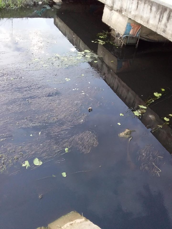 Hà Tĩnh: Nước kênh đen ngòm, cá chết hàng loạt, nghi do rò rỉ từ bãi xử lý rác ở huyện Lộc Hà? ảnh 5