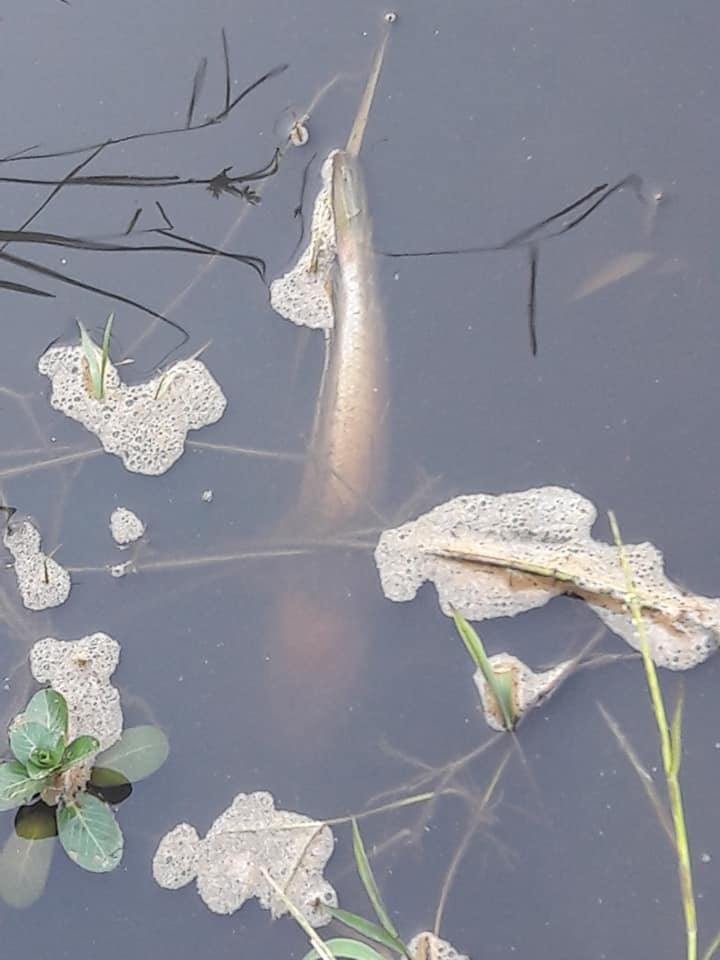 Hà Tĩnh: Nước kênh đen ngòm, cá chết hàng loạt, nghi do rò rỉ từ bãi xử lý rác ở huyện Lộc Hà? ảnh 6