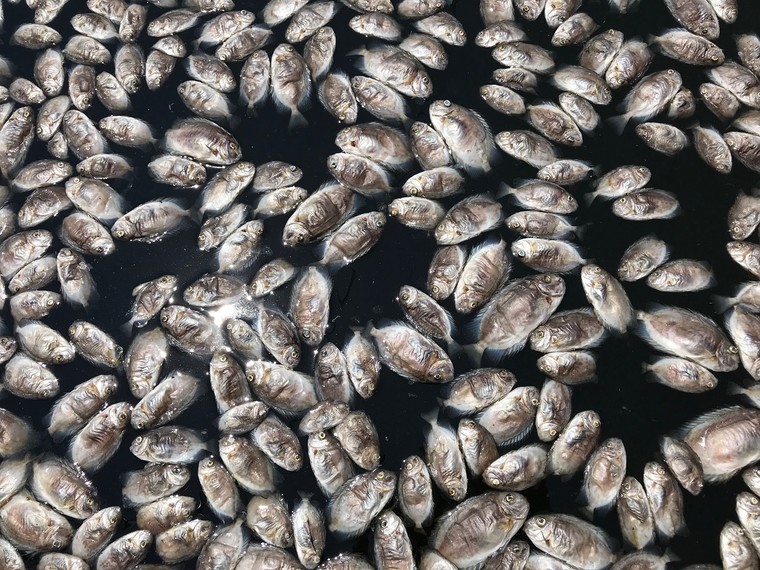 TP Hội An: Cá nuôi lồng bè chết trắng chưa rõ nguyên nhân ảnh 1