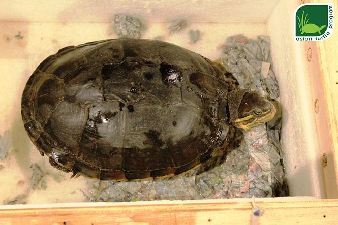 Hồng Kông bàn giao một cá thể rùa quý hiếm cho Việt Nam ảnh 1