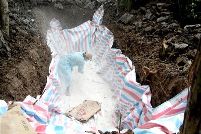 Giám sát, xử lý không để phát sinh dịch tả lợn châu Phi ảnh 1