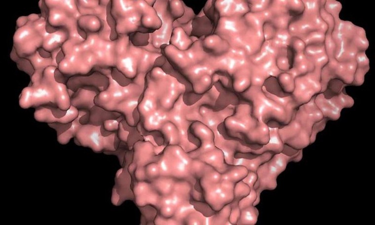 ‘Trái tim’ SARS-CoV-2 dưới hình ảnh giải phẫu 3 chiều ảnh 2