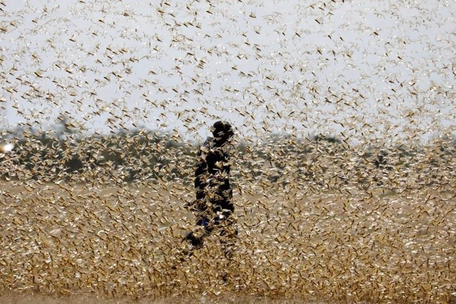 Loài châu chấu tràn vào Điện Biên có sức tàn phá thế nào? ảnh 1